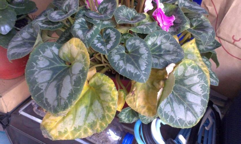 仙客来叶子发黄是怎么回事?