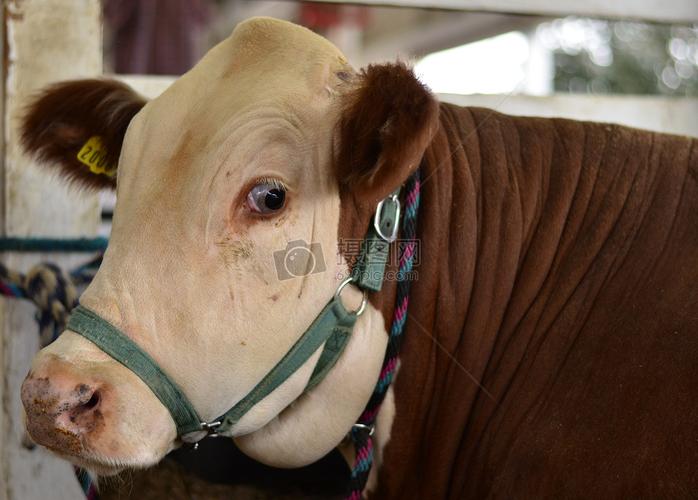 一头带有缰绳的牛