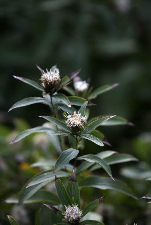 中药材苍术种植与药用价值