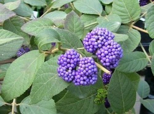 嘉天生物,紫珠叶提取物 紫珠草提取物 紫珠提取物