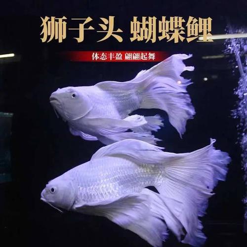 观赏球体狮子头淡水鱼贵妃冷水鱼活体金鱼蝴蝶锦鲤鱼