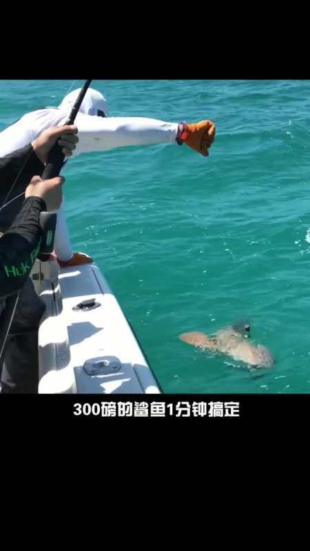 费那么大劲钓的大鲨鱼,以为是巨人石斑!