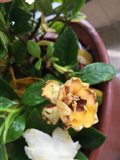 栀子花叶子发黄花枯萎