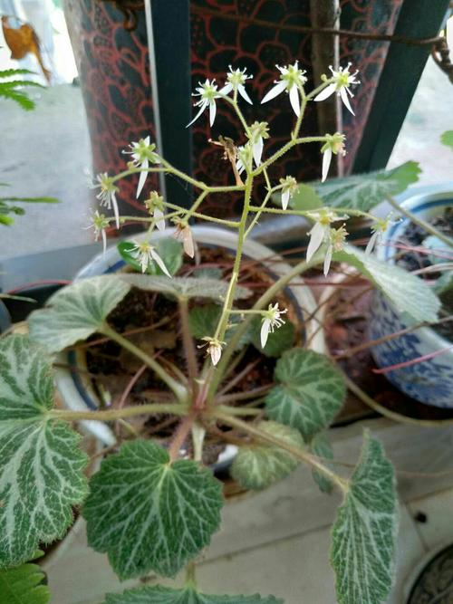 广州朱师兄分享,开花的虎耳草