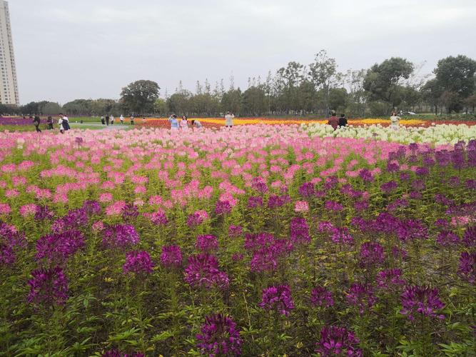 下午来到宛山荡湿地公园,这里一大片花海,姹紫嫣红,引来了不少游客.