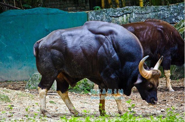 印度野牛体重1225公斤的陆地坦克印度野牛有天敌吗
