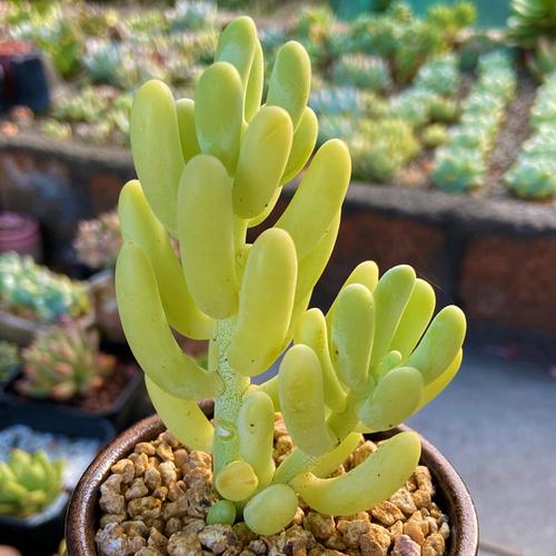 香蕉美人人多植物办公办公室室内阳台桌面绿植园艺多肉植物