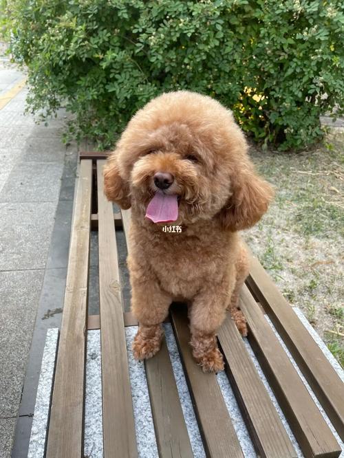 可可爱爱_泰迪_胖泰迪_宠物_狗_晒狗