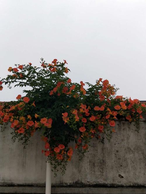 其它 那年,遇见一树凌霄花开 写美篇凌霄属攀援型藤本植物,一茎虬虬