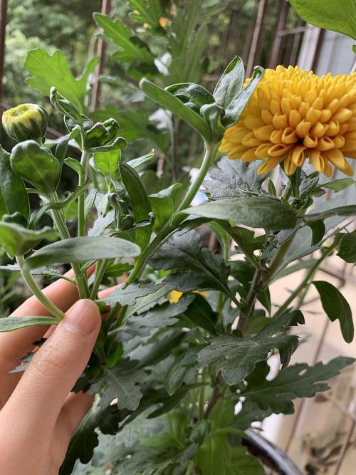 菊花的叶片变得奇奇怪怪