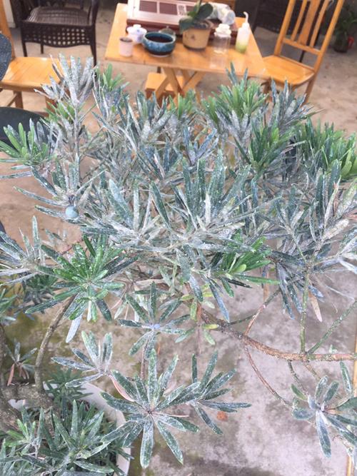 我家罗汉松叶子长了很多白毛,还有黄斑,请问谁知道怎么治?