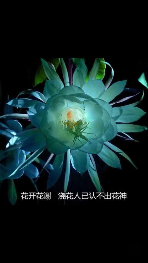 昙花一现,只为韦陀,惊鸿一瞥,刹那永恒.