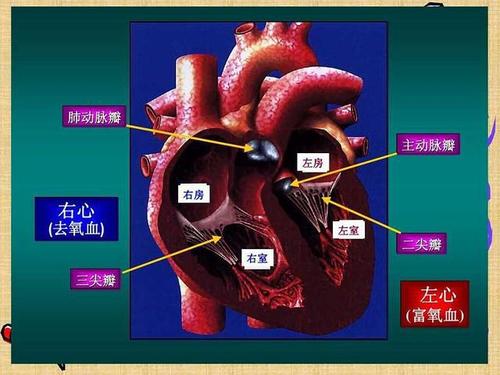 心脏二尖瓣三尖瓣问题都需要吃药或手术辟谣找原因再确定