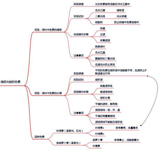 光合作用思维导图节选:捕获光能的色素