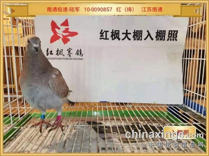 红枫大棚:热烈祝贺"南通极速-陆军" - 贵州红枫赛鸽中心(大棚) - 中信