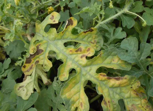 治疗西瓜蔓枯病用什么药效果好西瓜蔓枯病专用杀菌剂厂家直销