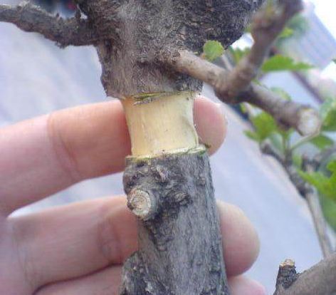 他养桂花套个塑料袋,10天白根呼呼冒,存活率高,轻松爆盆!