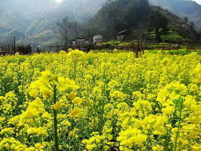 标题:最爱婺源山村油菜花(组图)