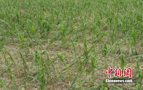 河北保定342个村遭风雹灾害 经济损失超3000万元(组图)