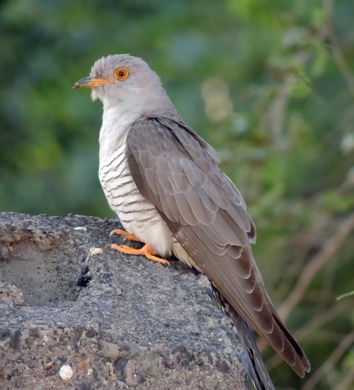 巢寄生这种特性见于杜鹃亚科的所有种类(57种),本图为小杜鹃.