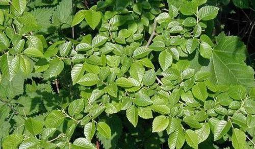 这个季节不能错过的树叶,榆钱都没它好吃,2块钱就可以