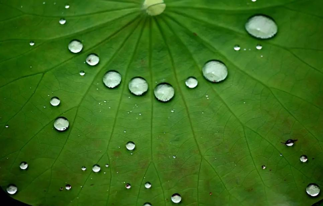 水滴落在荷叶上,会变成了一个个自由滚动的水珠,这说明荷叶叶面具有极