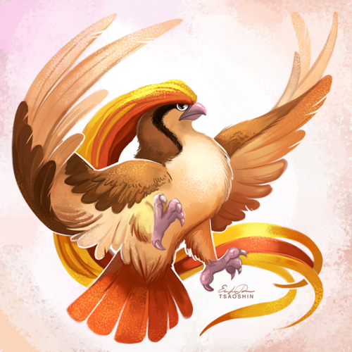 因为是虞某人最喜欢的鸟类宝可梦,所有我认为大比鸟(以前叫比雕)是最