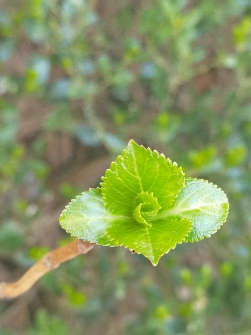 嫩叶春天的气息