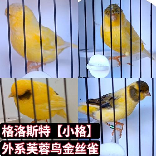 玉鸟活鸟格洛斯特金丝雀小格金丝雀玉鸟活鸟辣椒红玉鸟活鸟白玉鸟