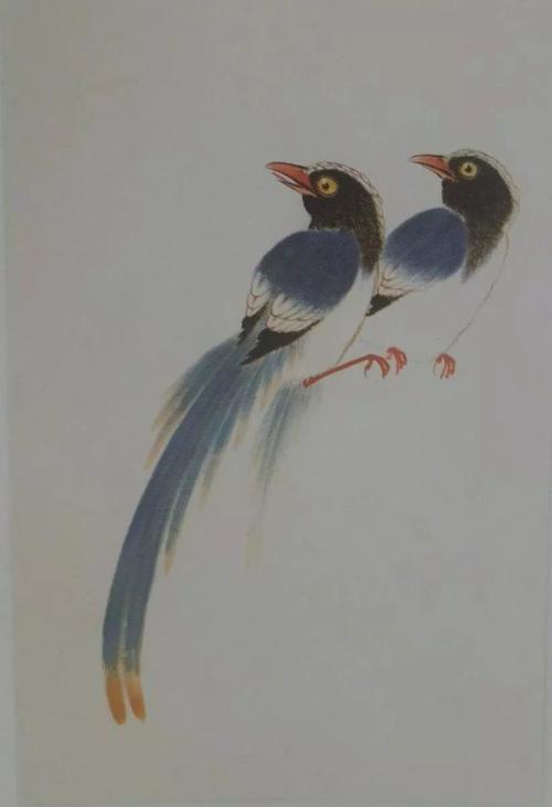 【国画教程】工笔燕子,蓝鹊的详解画法