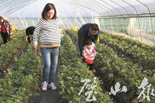 图④:拾里田间生态庄园