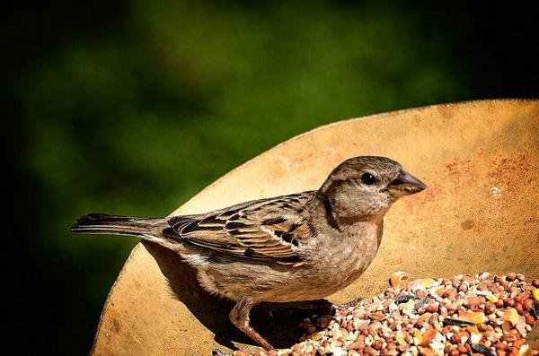 小麻雀主要吃虫子,同时也会是一些昆虫和谷类食物,小麻雀吃的主要
