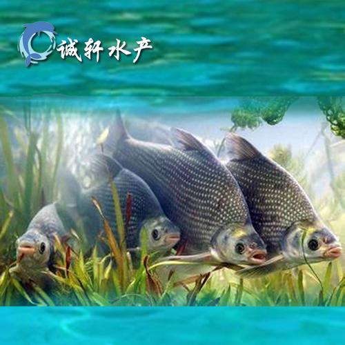 热销 团头鲂武昌鱼苗 人工繁殖武昌鱼苗淡水特种水产养殖鱼苗批发