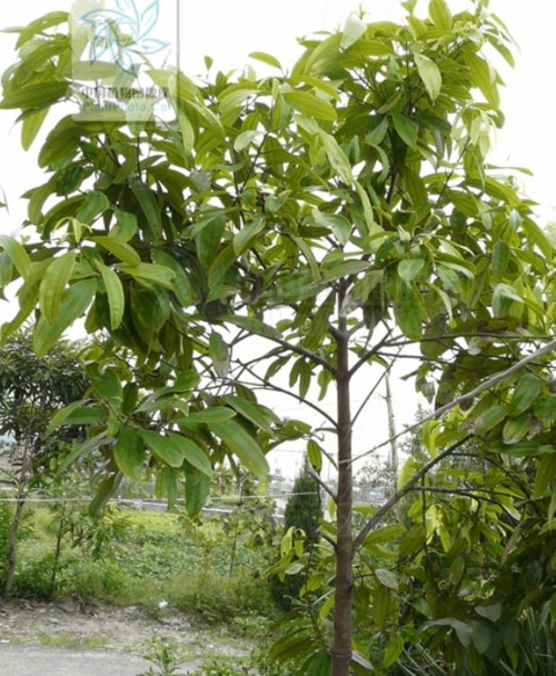 肉桂 肉桂(玉桂,肉桂,桂枝,桂皮)cinnamomum cassia