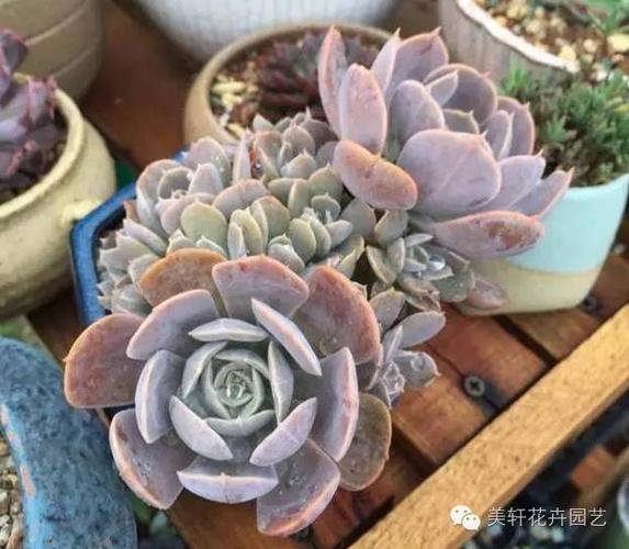 多肉植物—鲁氏石莲一年四季的状态,变化分明!