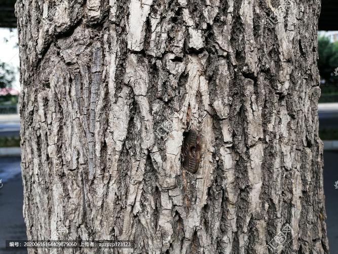 [正版商业] 树皮纹理