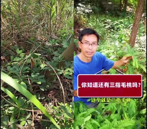 和@生态农人张运东 一起 #合拍 这是三指毛桃吗?