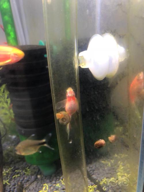 【灯科鱼】我得红斑马怎么还不生这大肚子都快爆炸了