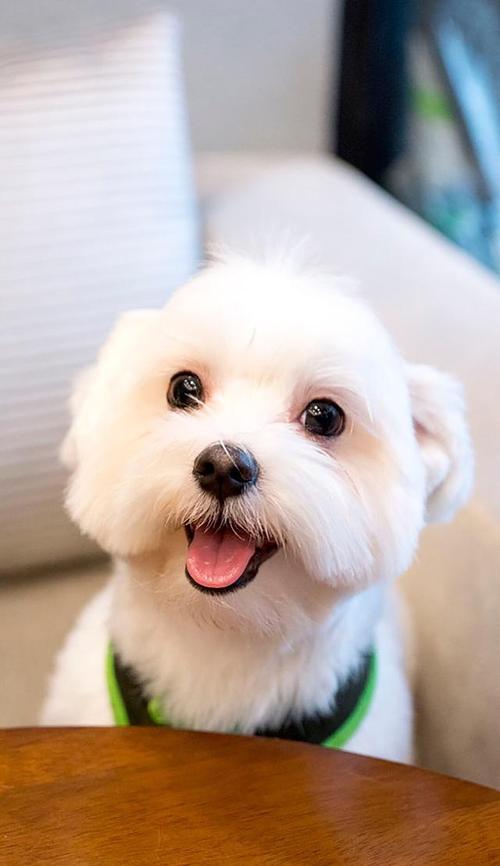 娱乐播报     哇～可爱的狗狗墙纸来了～     我每一次在街上见到小狗