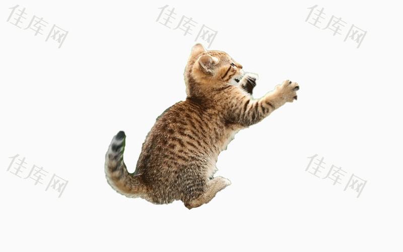 跳起来 猫咪 猫猫 动物     