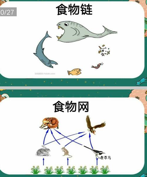 原来动物们是依靠食物链,食物网来生存的,那什么是食物链呢?
