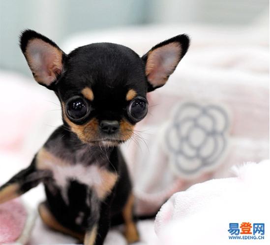 吉娃娃价格 纯种吉娃娃 吉娃娃犬好养吗 吉娃娃图片