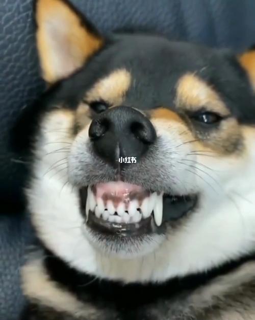 柴犬:您已触碰呲牙开关~_柴犬_宠物_狗_晒狗