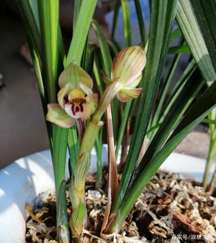 兰花娱乐欣赏,春剑荷瓣精品春艳,原产地云南景东县境内