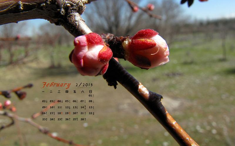 2015年2月日历春天里含苞待放的花蕾高清电脑桌面壁纸下载(2)