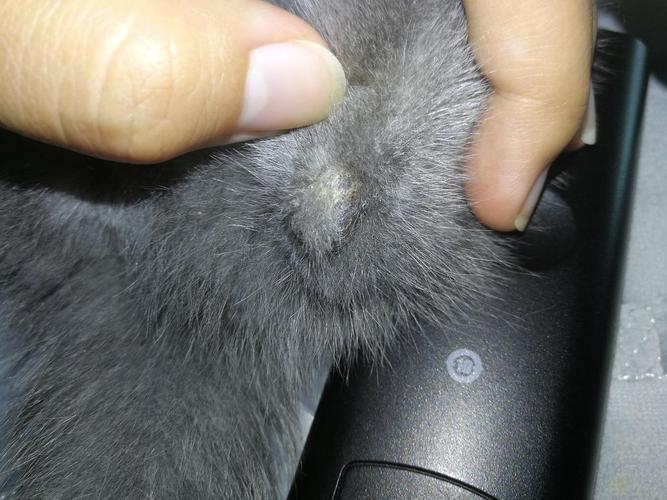 【讨论】求问猫咪得了猫癣可以用的消毒液