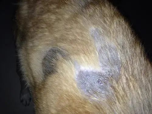 雪纳瑞皮肤病怎么办?