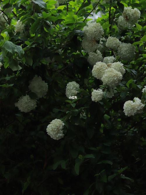 长沙烈士公园绣球花_绣球花_摄影_长沙烈士公园拍照_出行_人文风光