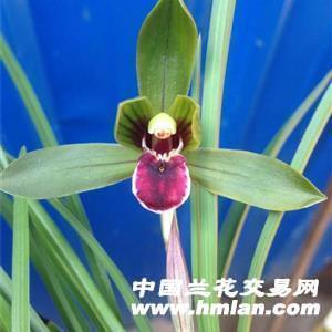 豆瓣兰,新品【精品红素】3苗