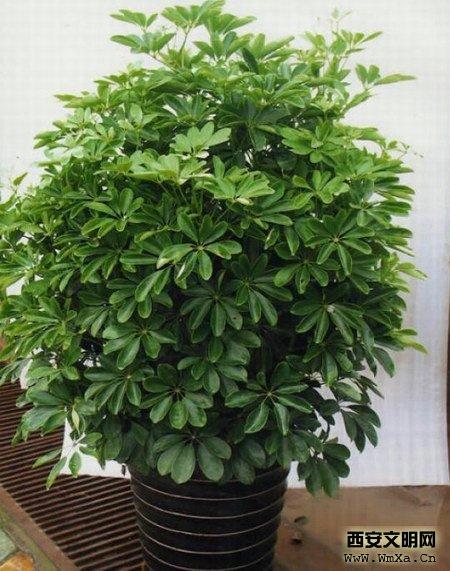 鸭掌木的养殖方法和注意事项 鸭掌木的作用简介